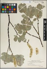 Foto von Salix lanata L.